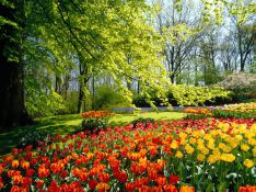 Gratis tulipanløg Gavnø Slotspark grav selv op lørdag d. 1 juni tulipanfestival