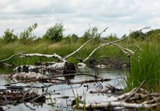 Naturstyrelsen skal vurdere skaderne på mosen Holmegaard mose olie forurening Holmegaard glasværk