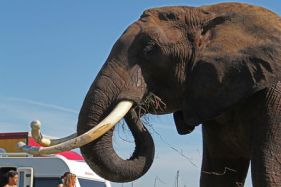 Elefanterne krydser broen Enø Karrebæksminde opvisning Cirkus Arena