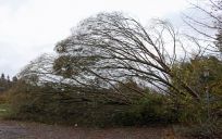 Storm over Næstved regn blæst vindstød orkanstyrke væltede træer stilads blade aflysninger